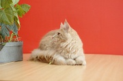 MAIN_COON_050