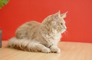 MAIN_COON_051