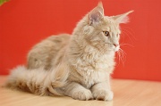 MAIN_COON_052