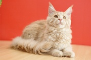 MAIN_COON_053