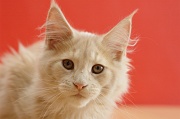 MAIN_COON_054
