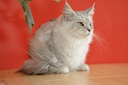 MAIN_COON_055