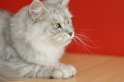 MAIN_COON_056