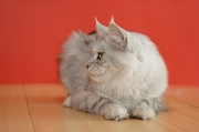 MAIN_COON_057
