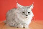 MAIN_COON_058