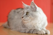 MAIN_COON_059