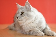 MAIN_COON_060