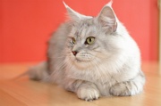 MAIN_COON_061