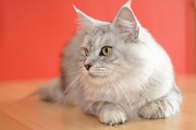 MAIN_COON_062