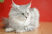 MAIN_COON_063