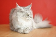 MAIN_COON_064