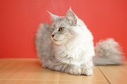 MAIN_COON_065
