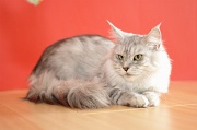MAIN_COON_066