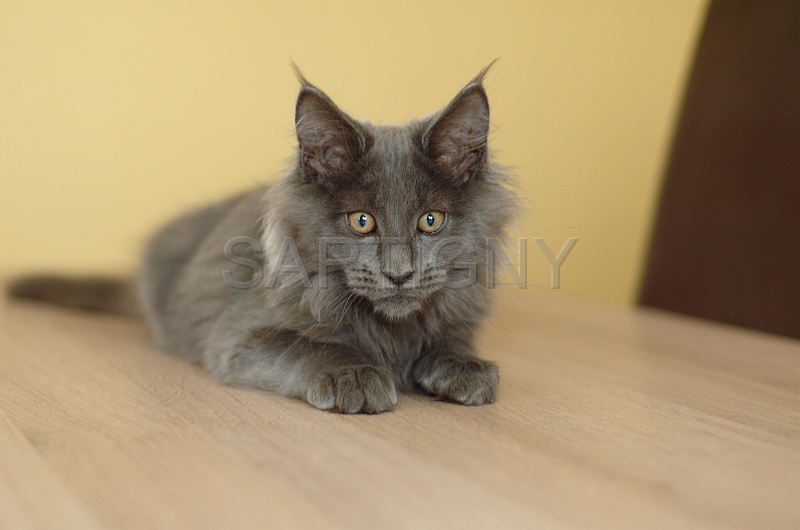 MAIN_COON_C008.jpg