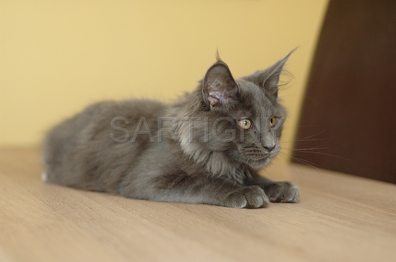 MAIN_COON_C010.jpg