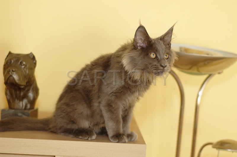MAIN_COON_C012.jpg