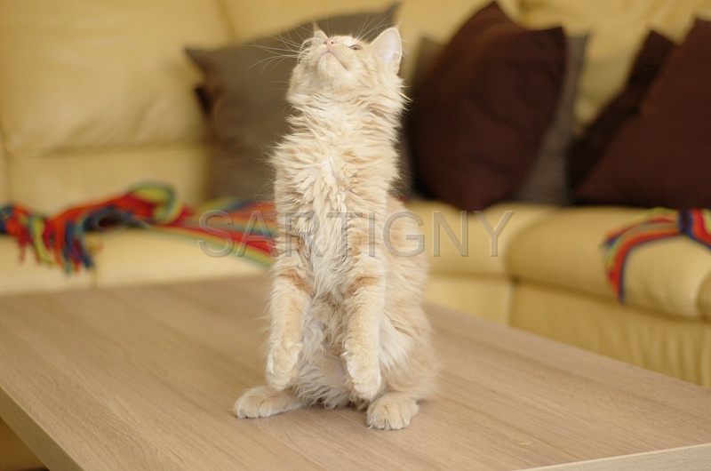 MAIN_COON_C013.jpg