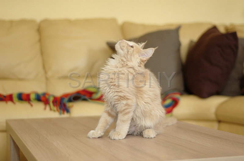 MAIN_COON_C017.jpg