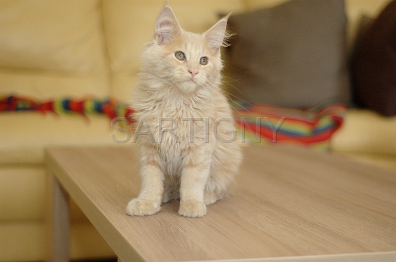 MAIN_COON_C018.jpg
