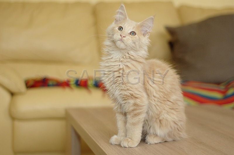 MAIN_COON_C020.jpg