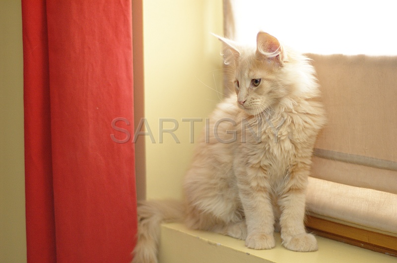 MAIN_COON_C025.jpg
