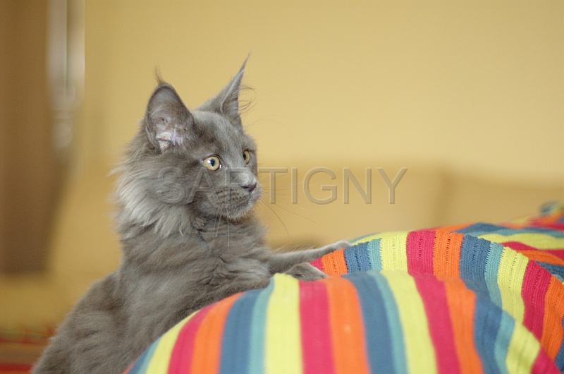 MAIN_COON_C030.jpg