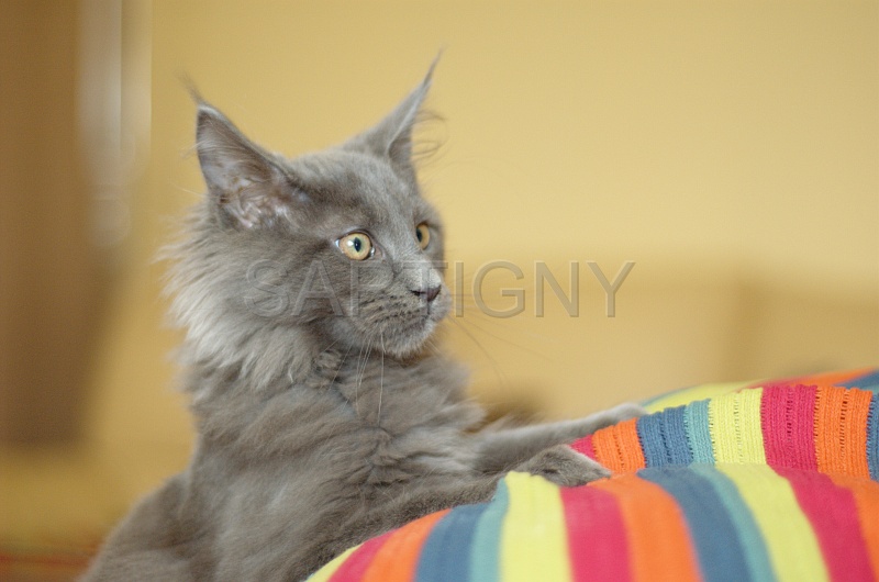 MAIN_COON_C031.jpg