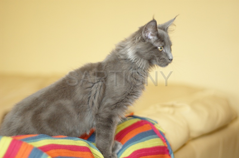 MAIN_COON_C032.jpg