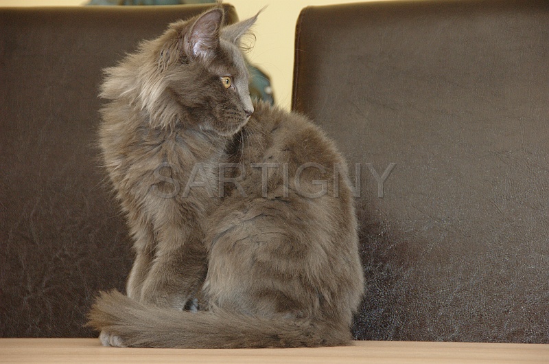 MAIN_COON_C033.jpg