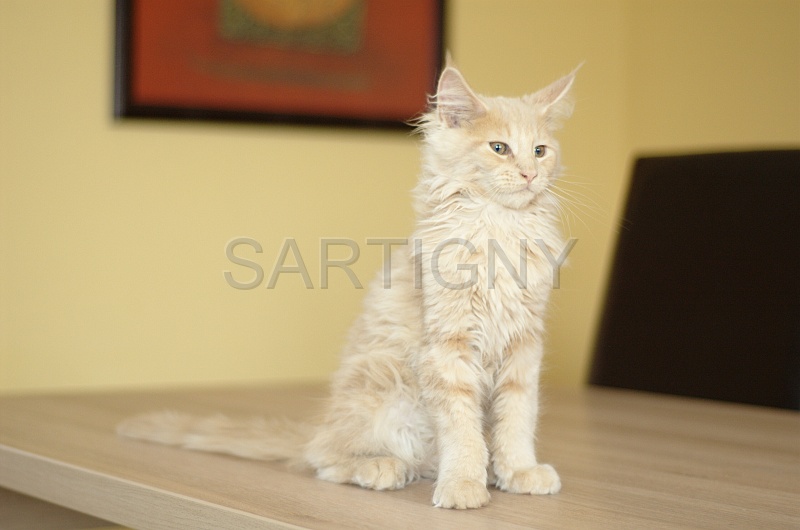 MAIN_COON_C034.jpg