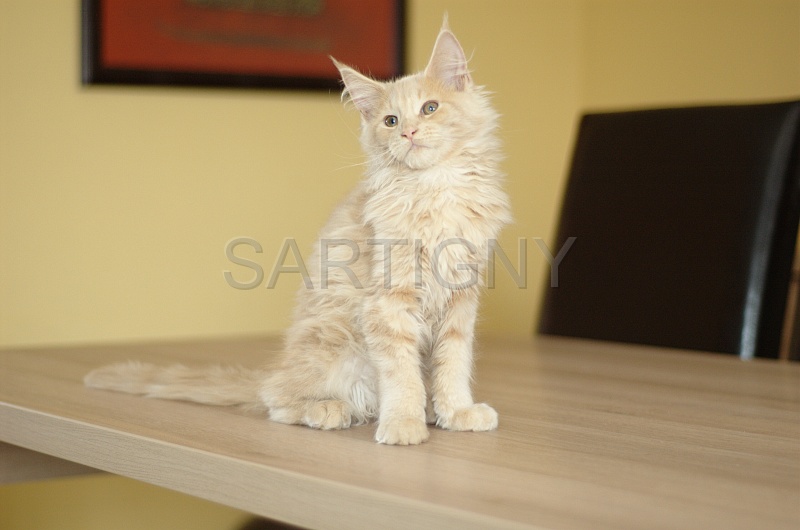MAIN_COON_C035.jpg