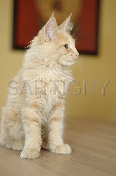 MAIN_COON_C036.jpg