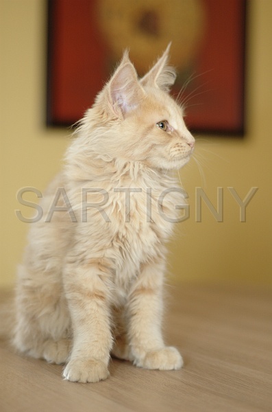 MAIN_COON_C037.jpg