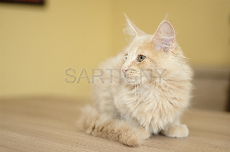 MAIN_COON_C039.jpg