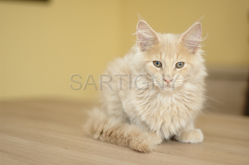 MAIN_COON_C040.jpg