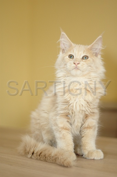 MAIN_COON_C042.jpg