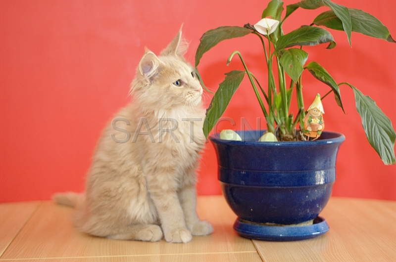 MAIN_COON_C045.jpg