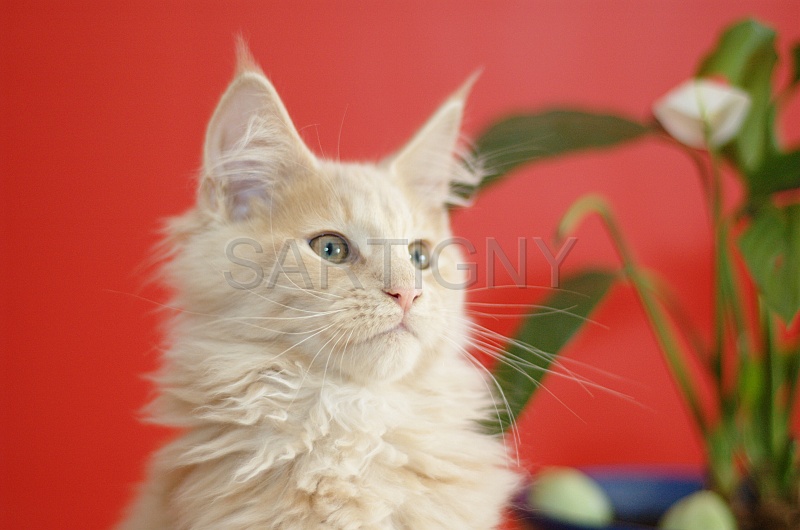 MAIN_COON_C046.jpg