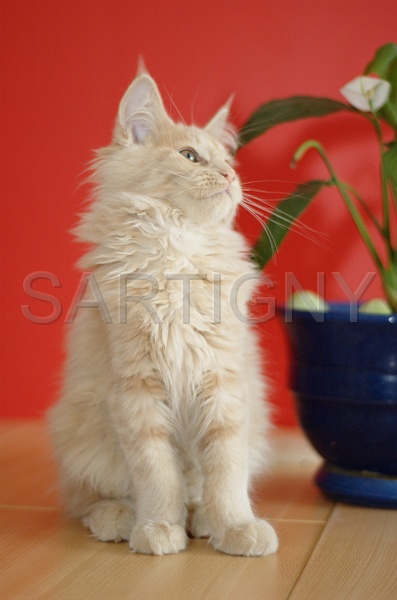 MAIN_COON_C048.jpg