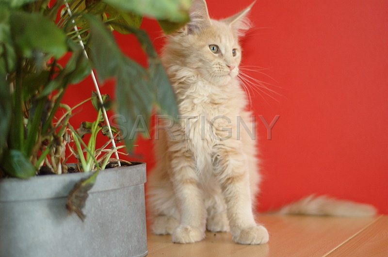 MAIN_COON_C050.jpg