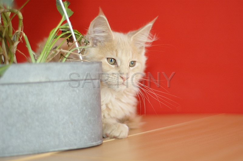 MAIN_COON_C053.jpg