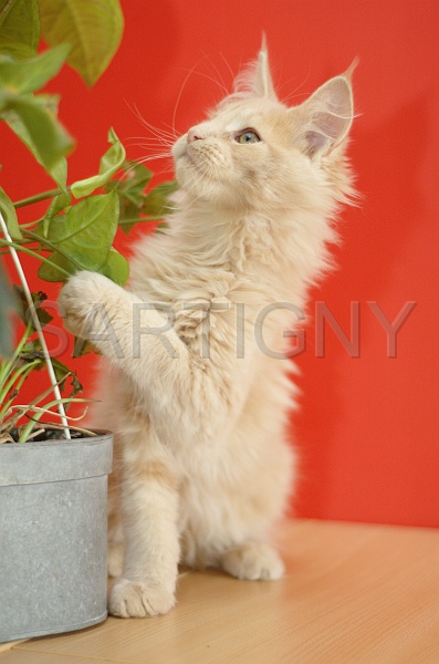 MAIN_COON_C058.jpg