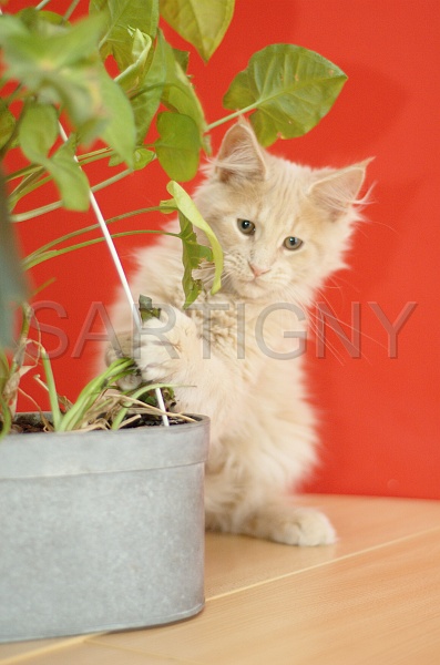 MAIN_COON_C059.jpg