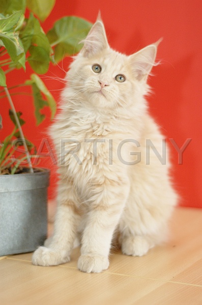 MAIN_COON_C060.jpg