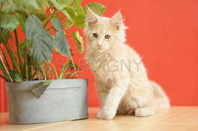 MAIN_COON_C061.jpg