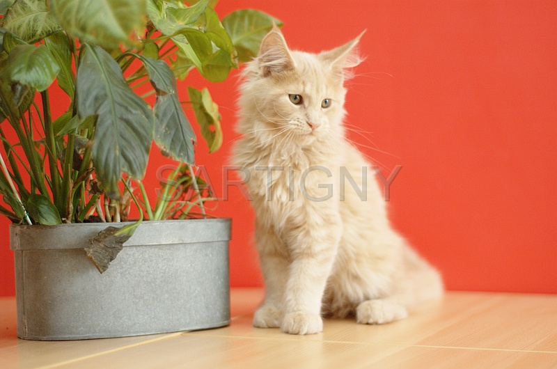 MAIN_COON_C062.jpg