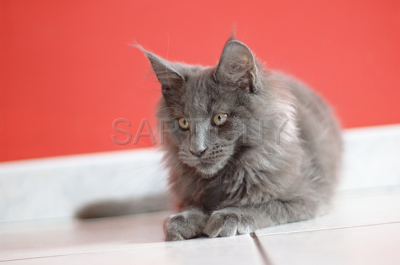 MAIN_COON_C066.jpg
