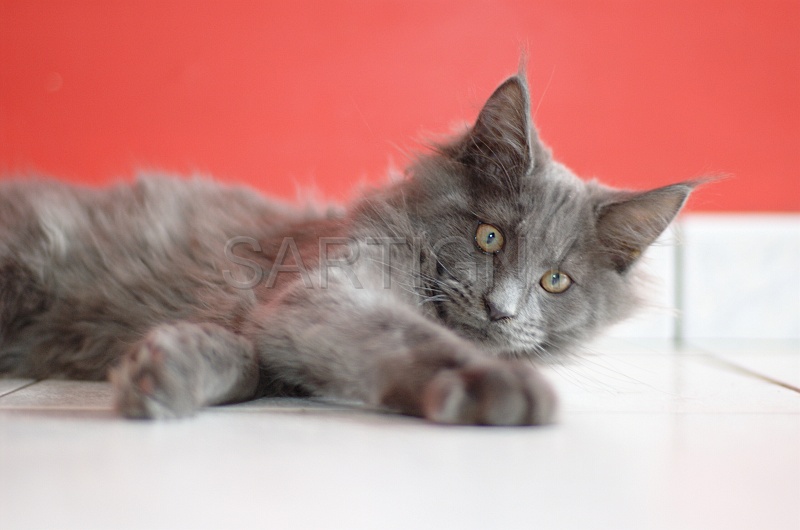 MAIN_COON_C067.jpg