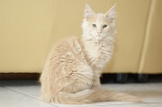 MAIN_COON_C001