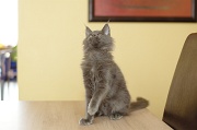 MAIN_COON_C002